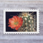 2019 Cactus Flowers Forever Postage Stamps – First-Class Mail, Booklet