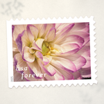 2025 Dahlias Forever Stamps - Product image 3