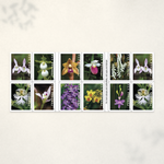 2020 Wild Orchids Forever Stamps - Product image 2