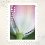 2023 Tulip Blossoms Forever Stamps - Product image 3